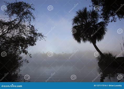 Florida River On A Misty Morning Stock Photo Image Of Tree Mist