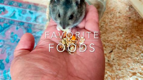 My Dwarf Hamsters Favorite Foods Youtube