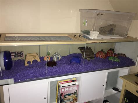 Hamster Cage Hamsters