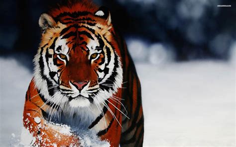 Tiger In Snow Hd Desktop Wallpaper Widescreen High Definition