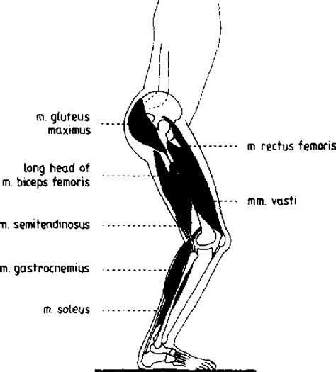 Structure Of Gluteus Maximus Muscle Semantic Scholar