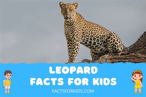 19 Leopard Facts For Kids To Blow Their Minds Facts For Kids