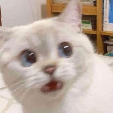 Blurred Surprised Cat Meme Keep Meme