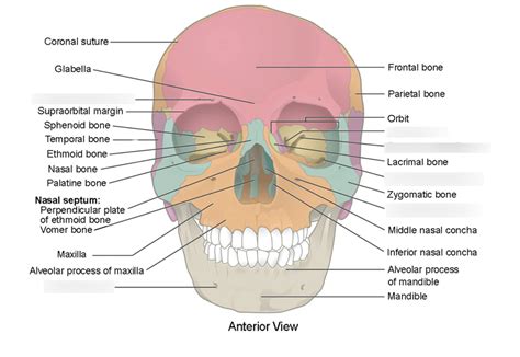 Skull Fissures And Foramen Diagram Quizlet