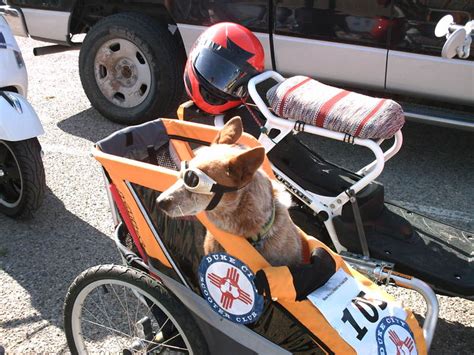 Motorcycle 74 Scooter Sidecar Dog Home Made