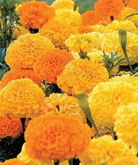 Here are top 10 plants which will keep mosquitoes away from your home. Marigolds! | Flower seeds, Marigold flower, Plants that ...