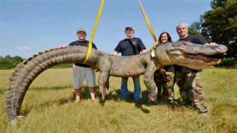 741 Pound Alligator Sets New Mississippi Record