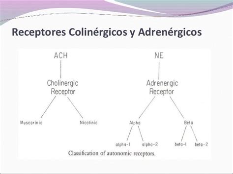 Receptores Adrenergicos Y Colinergicos Pdf