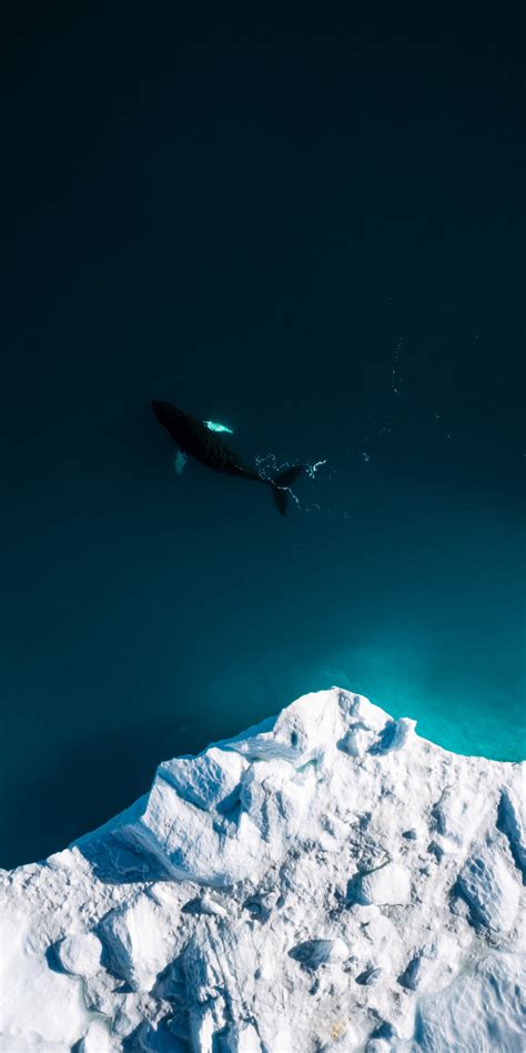 Download 1080x2160 Wallpaper Aerial Shot Iceberg Whale Fish Sea