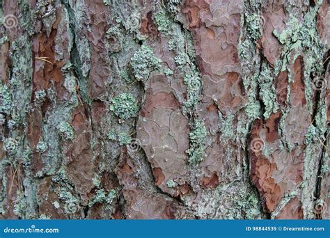 Pine Tree Bark Stock Image Image Of Textures Tree Pine 98844539