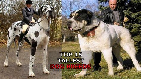 Top 15 Tallest Dog Breeds In The World Youtube
