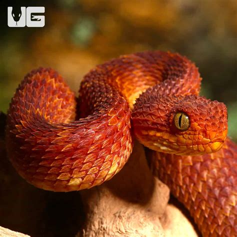 Bush Viper Snake