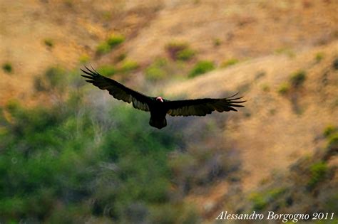 California Condor Gymnogyps Californianus Condor Della California