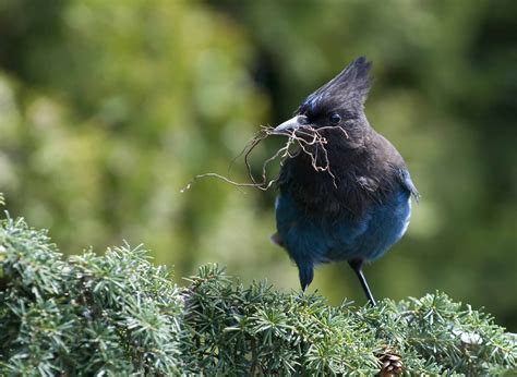 Alasdair Turner Photography Seattle Backyard Birds And How To Attract