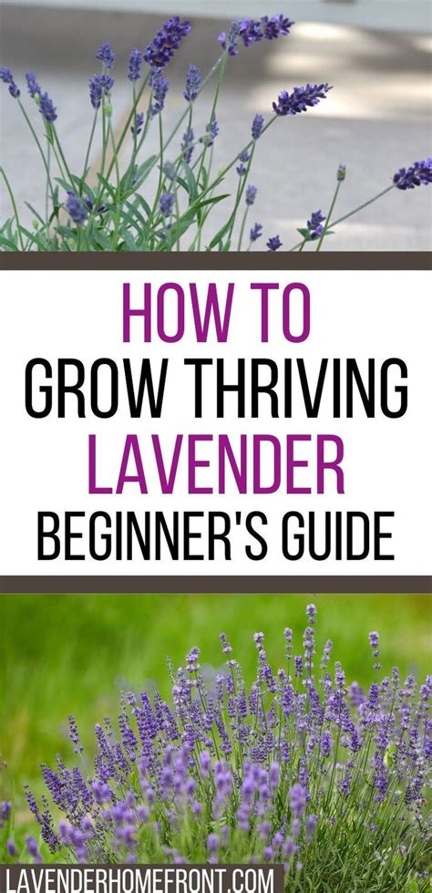 A Planting And Growing Guide To Lavender Artofit