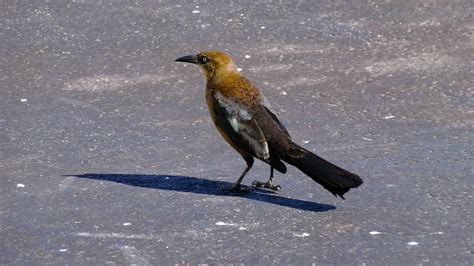 Free Images Brown Bird Wild Bird Wildlife Animal Big Beak