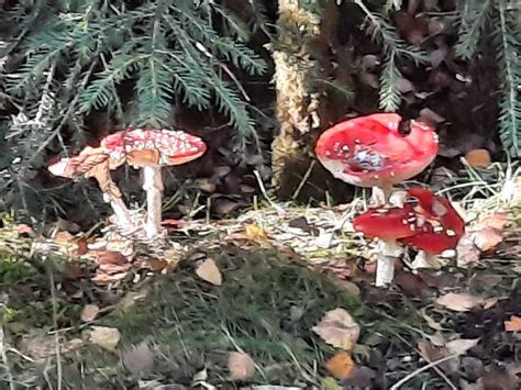 איפה ברצונך לבקר במרכז הרפואי. חוות דעת על ‪Parc Naturel des Hautes Fagnes‬ - סורברודט, בלגיה