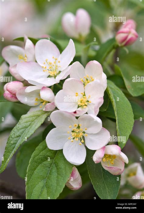 Crabapple Tree Blossoms Malus Stock Photo Alamy