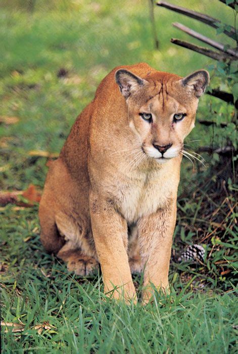 The Florida Panther Is An Endangered Subspecies Of Cougar