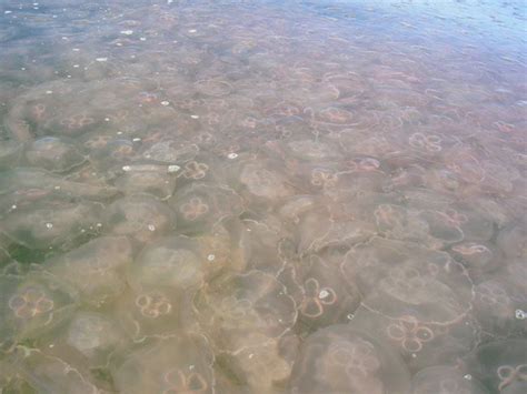 The Truth Behind Global Jellyfish Swarms Live Science