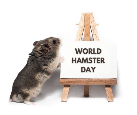 World Hamster Day 10 Reasons Why Hamsters Make Great Pets Omlet