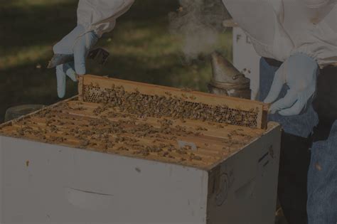 Honey Bee Research And Extension Lab University Of Florida Institute Of Food And Agricultural