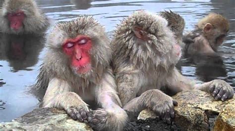 About yamanouchi's jigokudani monkey park, which is unique for its wild monkeys that bathe in the park's natural hot spring baths. Snow Monkeys Jigokudani Monkey Park Yamanouchi 2 - YouTube