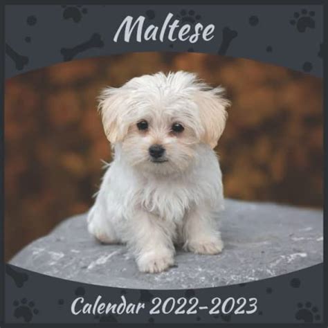Maltese Calendar 2022 2023 Official Planner Maltese Calendar 2022