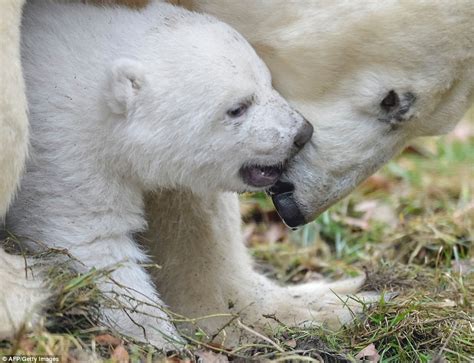 Polar Bear Cub Takes His First Steps At A Zoo In Germany Daily Mail