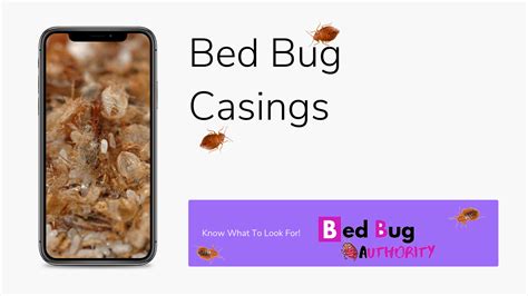 What Are Bed Bug Casings Or Shells Bed Bug Authority