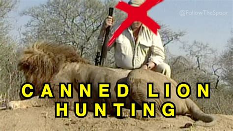 Canned Lion Hunting With Hunt Scene Youtube