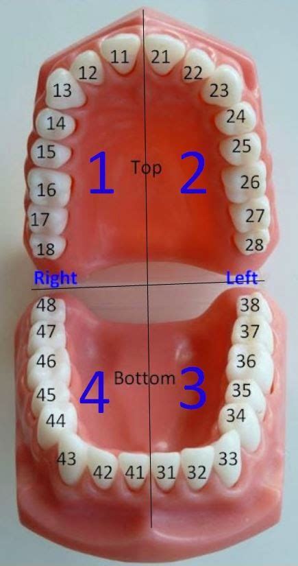 Numbering Of Teeth Chart