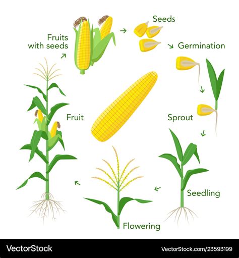 Maize Plant Growth Infographic Elements From Seeds