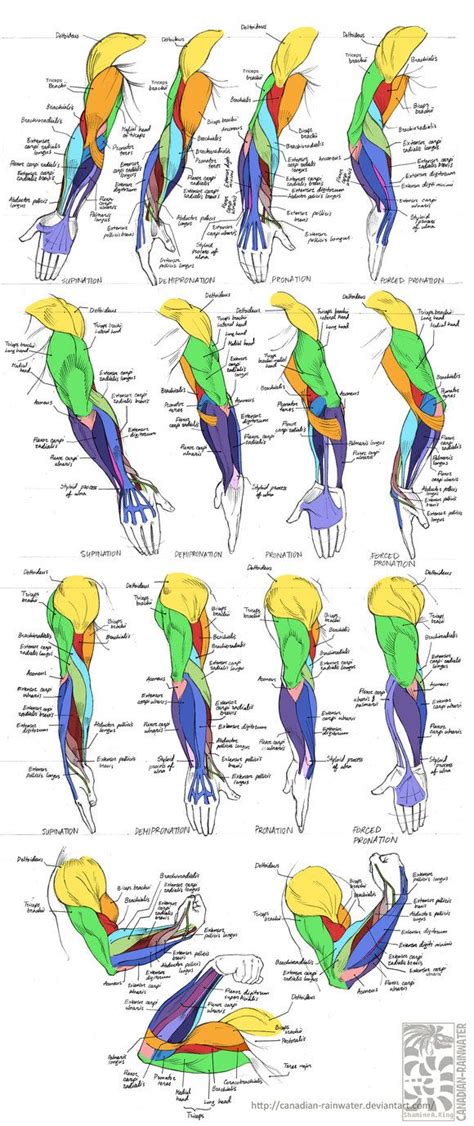 Women have the same exact muscles as men, they're just use that woman as a reference, use this diagram to see major muscle groups and where they go, and. 17 Best images about HUMAN ANANTOMY on Pinterest | Back ...