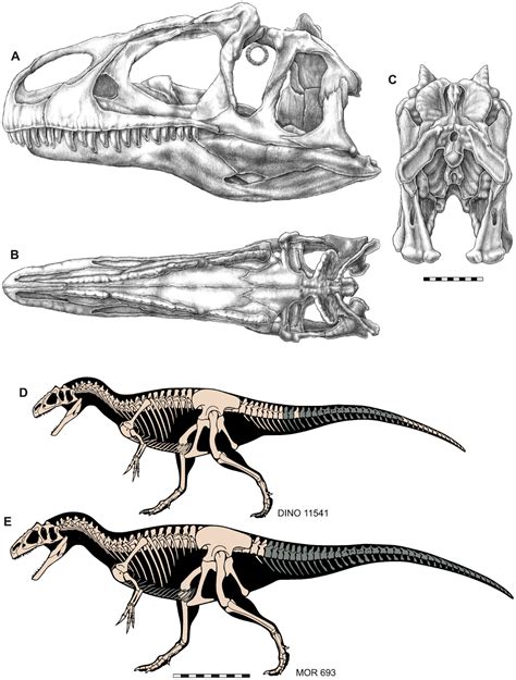 Species New To Science Paleontology • 2020 Allosaurus Jimmadseni • A New Species Of Theropod