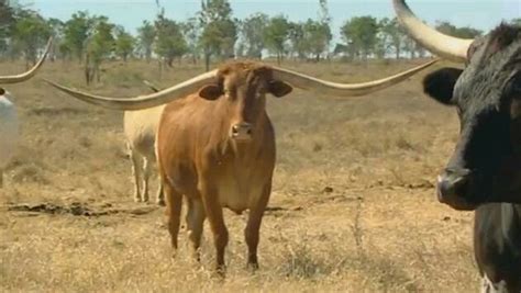 El toro con los cuernos más largos del mundo entra a los Guinness