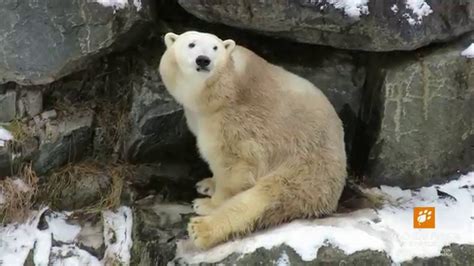 Ours Blancs Polar Bears Zoo Sauvage De St Félicien Youtube