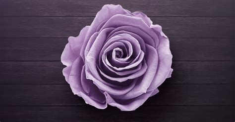 Purple Rose On Wooden Surface · Free Stock Photo