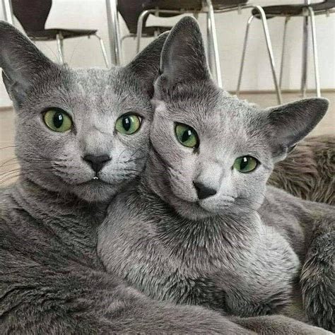 10 Pictures Of Extremely Lovey Dovey Cats That Will Melt Your Heart I
