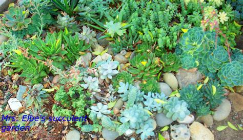 Stars Socal Succulents And Cactus An Extraordinary Garden In Ojai And