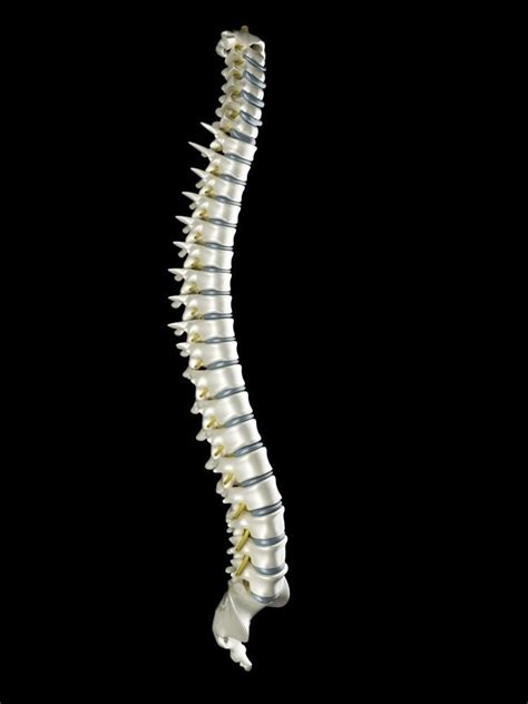 Spinal Cord 3d Model 3d Model Cgtrader