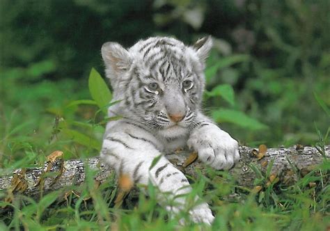 White Tigers Published By Archangel Azreal On Day 2235
