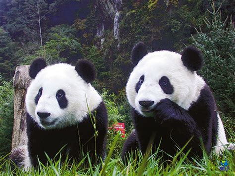 El Reino Animal Chengdu Patrimonio De La Humanidad Del Hábitat Del