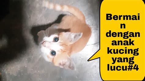Bermain Dengan Anak Kucing Yang Lucu4 Youtube