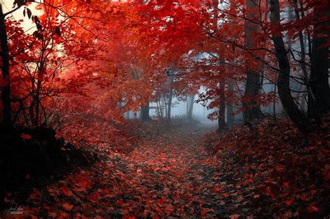Enchanting Autumn Forests Photography Fubiz Media