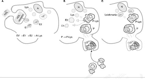 Cell Uptake Modalities For Particles A Whether Or Not Mediated By Download Scientific Diagram