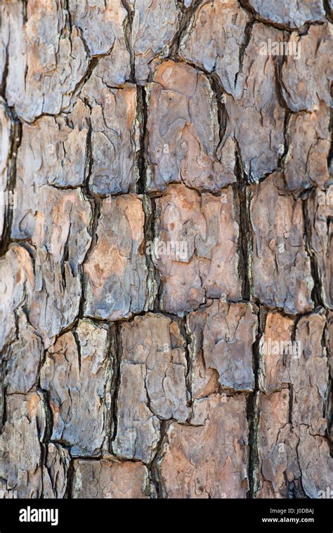 Close Up Of Shortleaf Pine Tree Barks Texture In North Carolina Stock