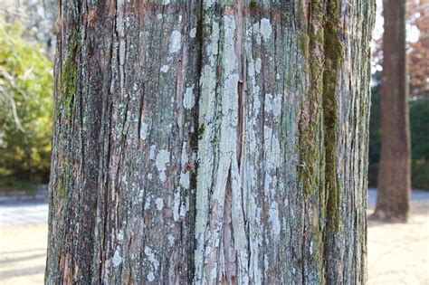 Beautiful Cedar Wood Bark In Winter Stock Image Image Of Grain