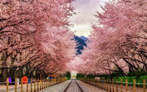 Fly To South Korea For Cherry Blossom Season For 445 Round Trip Paid