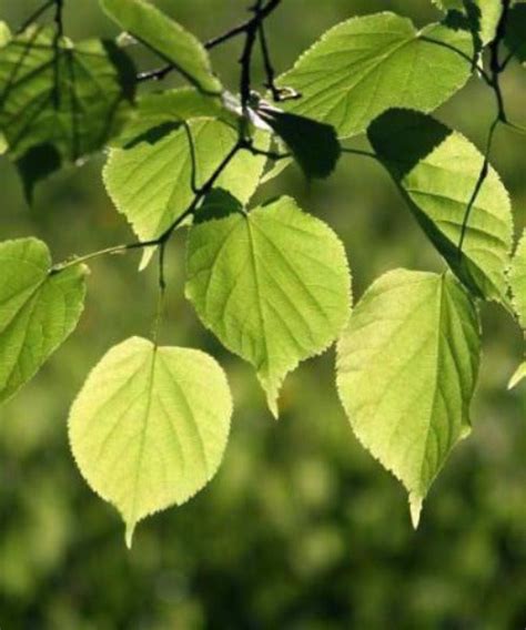 Small Leaved Lime Trees Tilia Cordata Trees By Post